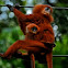 Red Leaf Monkey