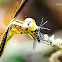 Damselfly