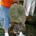 Snapping Turtle