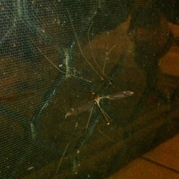 Spotting Image 1