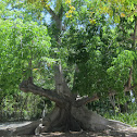 Ceiba