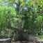 Ceiba