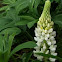 Lupine