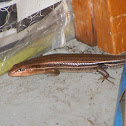 Five Lined Skink