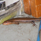 Five Lined Skink