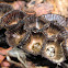 Cyathus novaezelandiae