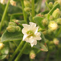 Wishbone bush