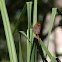 Crimson Finch  