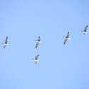 Lesser White-fronted Goose