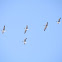 Lesser White-fronted Goose