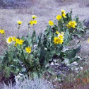 Arrowleaf balsamroot 