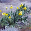 Arrowleaf balsamroot 