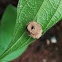 Potter Wasp Nest