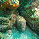 Yellow edged moray