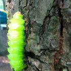 Polyphemus moth caterpillar