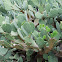 Cacti