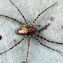 Spider
