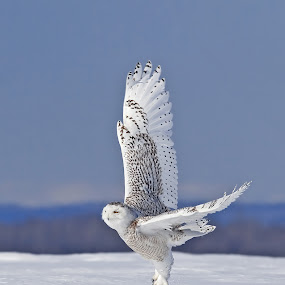 by Rachel Bilodeau - Animals Birds