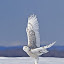 by Rachel Bilodeau - Animals Birds