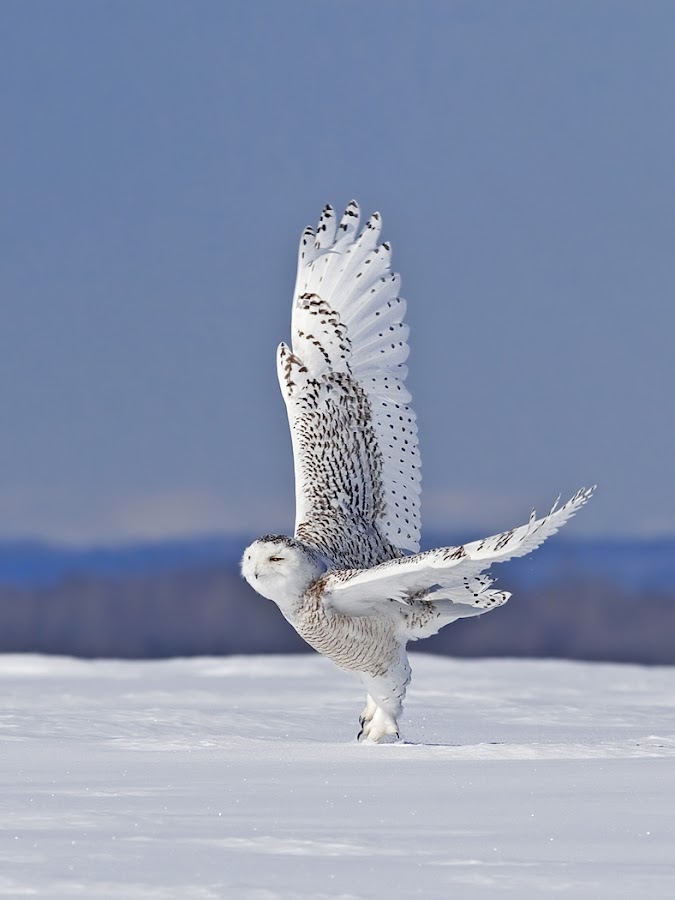 by Rachel Bilodeau - Animals Birds
