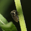 Treehopper