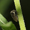 Treehopper