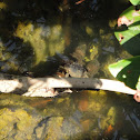 Mangrove Tree Crab
