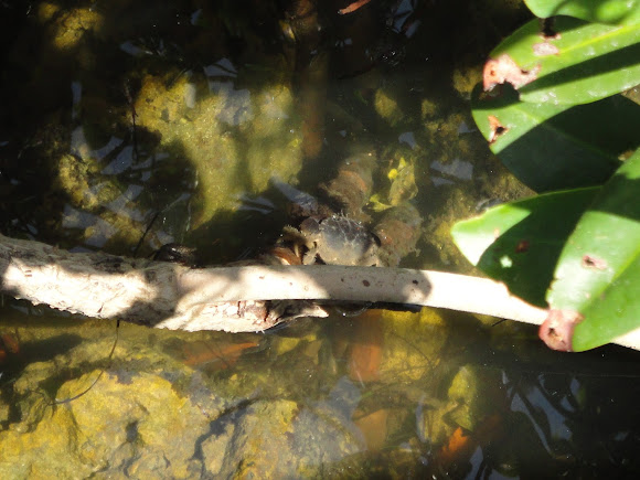 Spotting Image 1