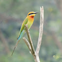 Blue-tailed Bee Eater
