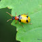 Beetle