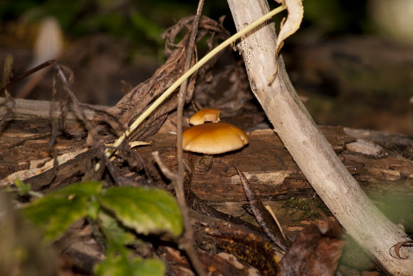 Spotting Image 1