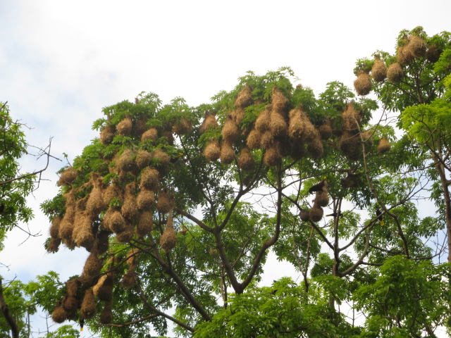 Montezuma Oropendola Nests