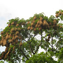 Montezuma Oropendola Nests