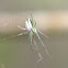 Silver vlei spider