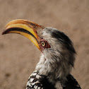 Yellow-billed Hornbill