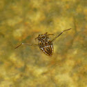 Micronecta scholtzi 划蝽