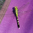 Eastern Pondhawk