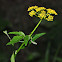 Golden Alexanders