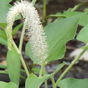 Lizard's Tail