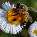 Honey Bee