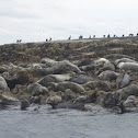 Grey Seal