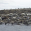 Grey Seal