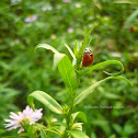 Seven-spotted Ladybug
