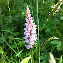 Fragrant Orchid