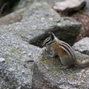 Least Chipmunk