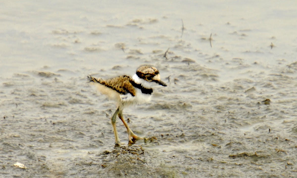 Killdeer