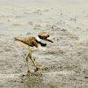 Killdeer