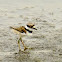 Killdeer
