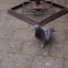 Rock Dove