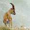 Capricorn